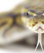 Prečo hady vyplazujú jazyk?