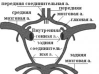 Blood supply areas of the cerebral arteries
