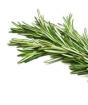Composition and use of rosemary officinalis