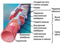Кровеносные сосуды человека Расположение артерий в теле человека